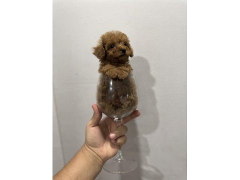 Toy poodle köpeği