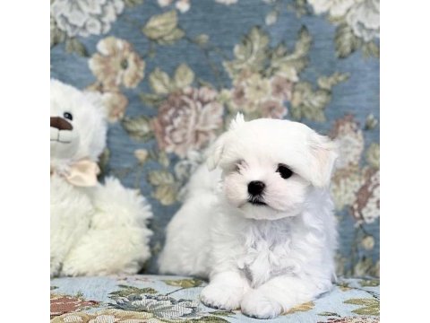 Irk ve sağlık garantili chihuahua yavrularımız