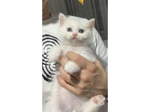 Evden safkan scottish fold yavrular