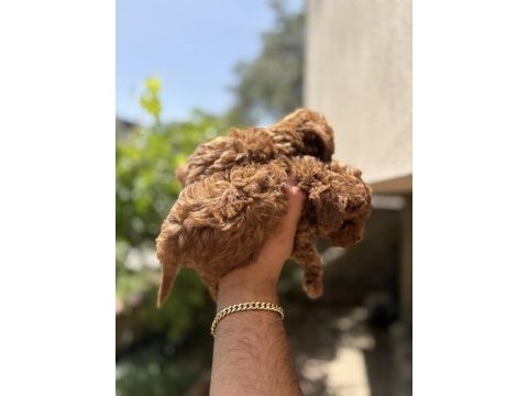 Orjinal kore toy poodle bebekler son 2 erkek kaldı