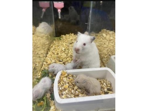 Hamster ve tüm ihtiyaçları (adresine gelsin)