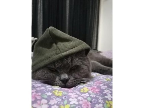 Kedi british shorthair
