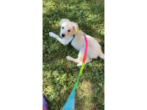 Köpeğimize acil kalıcı yuva ücretsiz