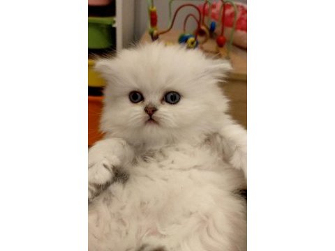 Scottish straight longhair pamuk bebek