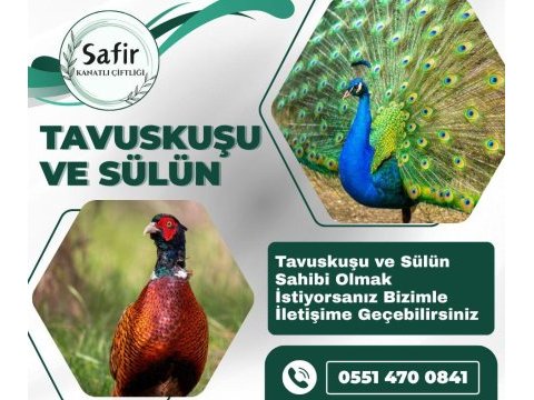 Tavus kuşu ve sülün bulunmaktadır