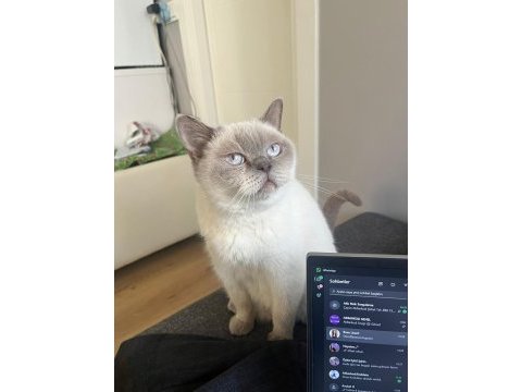 British blue point dişi