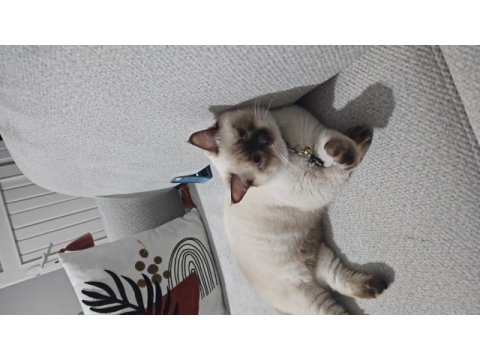 British shorthair