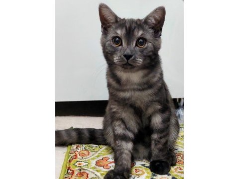 2 aylık british shorthair
