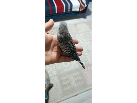 32 günlük yeni yeme düşmüş yavru kuşlar