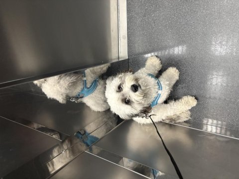 9 aylık morkie sahiplendirme