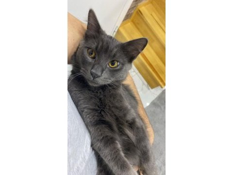 6 aylık russian blue oğluşum acil sahiplendirilecektir