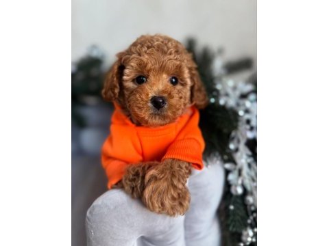 Full safkan toy poodle yavruları teslime hazır 