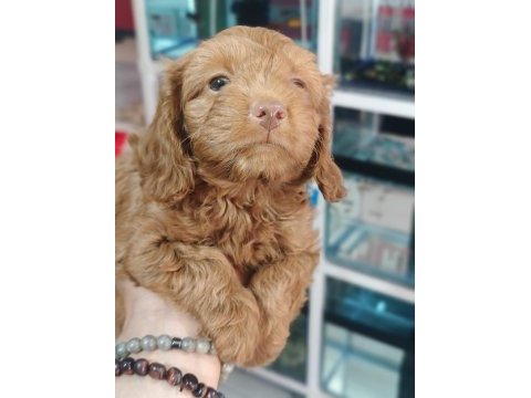 Irk ve sağlık garanti orjinal maltipoo yavrumuz