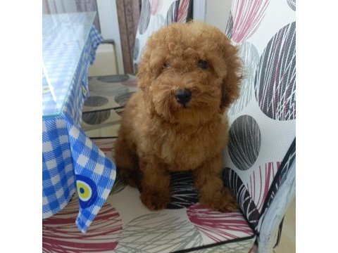 Safkan erkek poodle yavrumuz teslime hazırdır