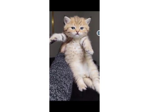 British shorthair