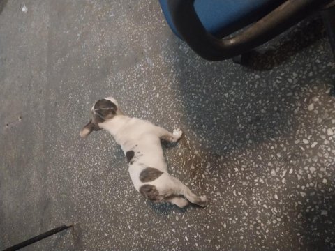 Orijinal kısa kuyruk french bulldog