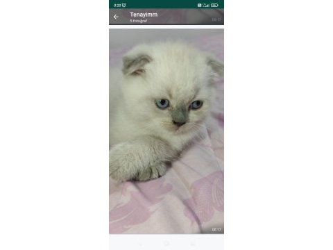 Blue point british shorthair isteyenler buraya