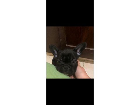 2 aylık french bulldog