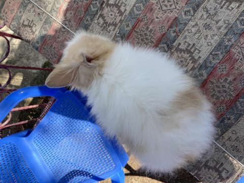 Hollanda lop aslanbaş melezi yavru tavşanlar