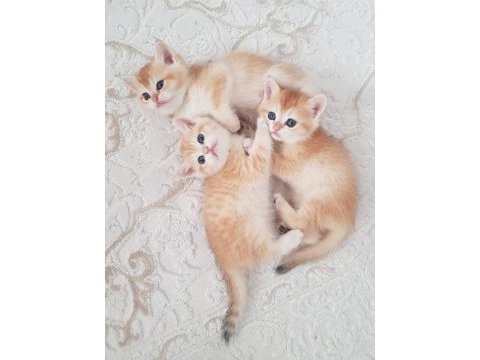 British shorthair ny11