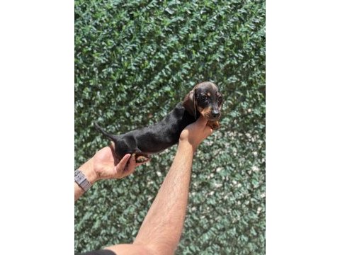 Dachshund sosis prenses