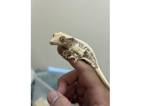 Sağlıklı ve uysal crested geckolar