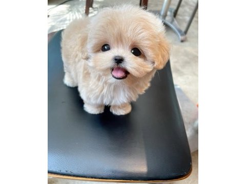 Orjinal kore kan maltipoo