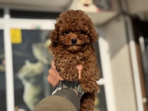 Petmode köpek çiftliğinde ziyarete açık tea cup poodle