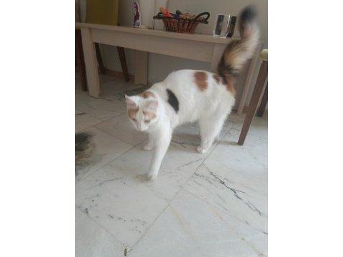 Çok tatlı kedidir