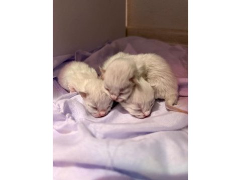 Ragdoll yavrular rezerveye açık 15 ekim teslim