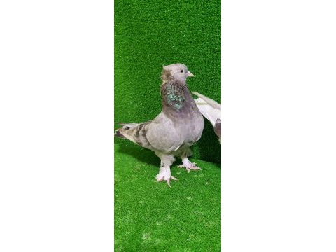 Boz dumanlı takkalı güvercin dişi 81 ile gönderilir
