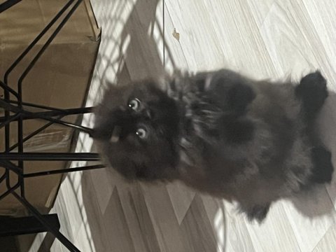 British longhair çikolatamıza yuva arıyoruz