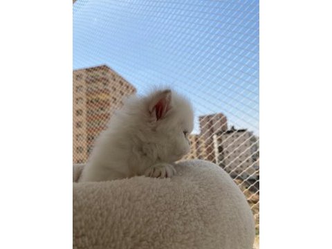 Sevimli ve çok tatlı british longhair golden point