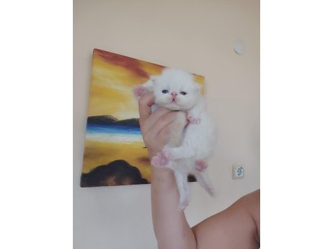 Persian bebek kedileri sahiplendirme
