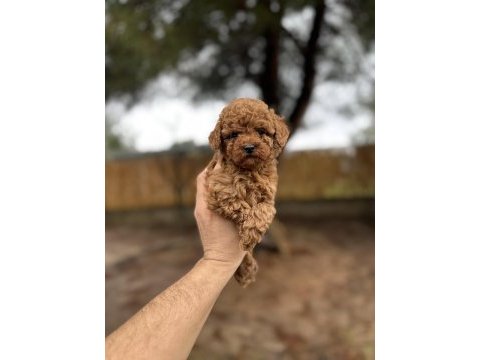 Renk renk çeşit çeşit toy poodle yavrularımız 