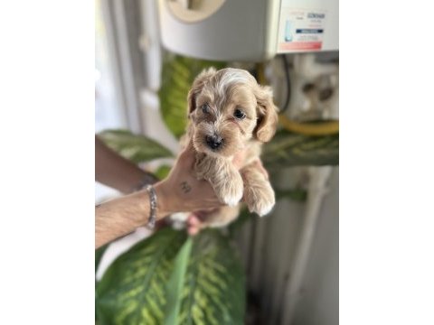 Safkan ırk garantili maltipoo bebeklerim