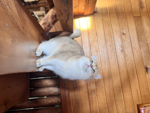 Takip şartı ile ücretsiz british shorthair sahiplendirme