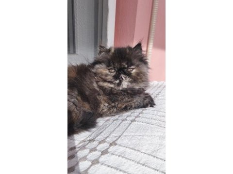 Sevimli pofuduk iran persian kız yavrular