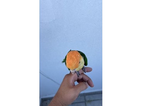 Ful portakal bebek caique 50 günlük