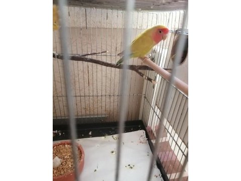 Muhteşem bir takım sevda papağanı isteyene