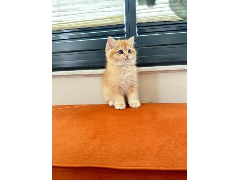 Golden shaded british shorthair dişi yavrumuz