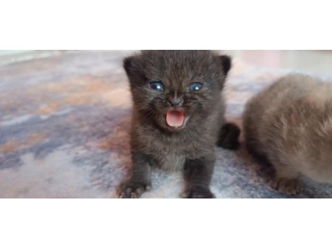 British shorthair tabby