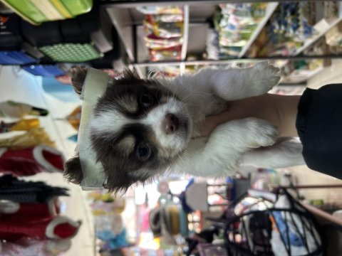 2.5 aylık erkek chihuahua longhair