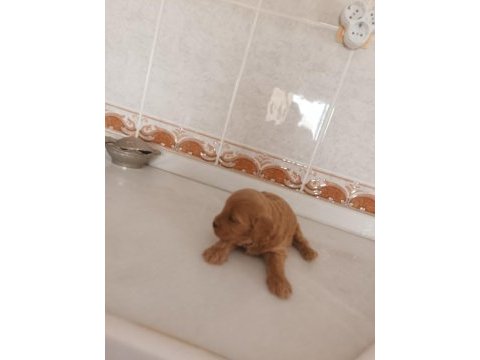 Maltipo terrier köpeğimiz