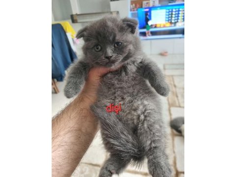 Scottish fold yavrularımız yeni yuvalarını arıyorlar