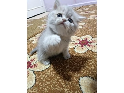 Yavrumuz iki aylık olmak üzere kırma değil exotic