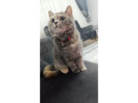 Karmen british shorthair