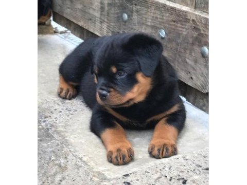 Hayalinizdeki rottweiler yavrusu sizi bekliyor