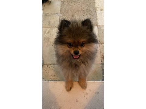 Pomeranian boo