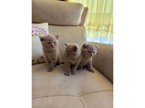 50 günlük scottish fold yavrularımıza yuva arıyoruz